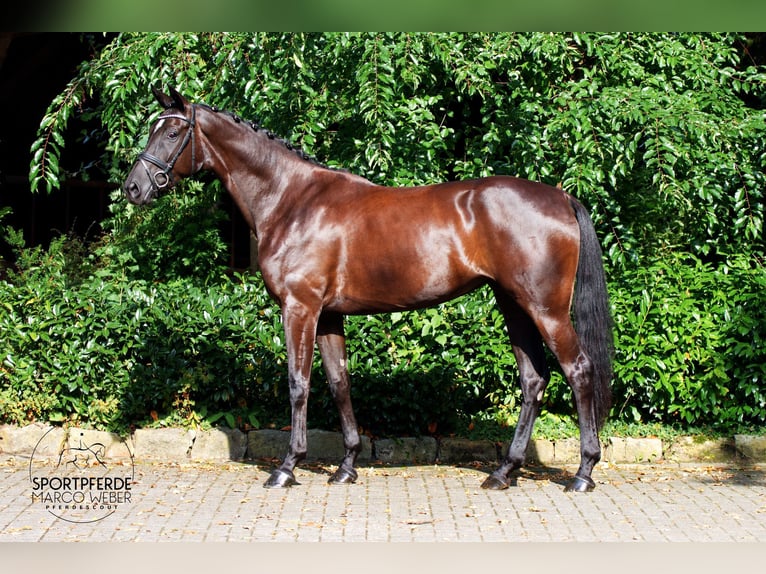 Oldenbourg Jument 4 Ans 172 cm Noir in Schapen