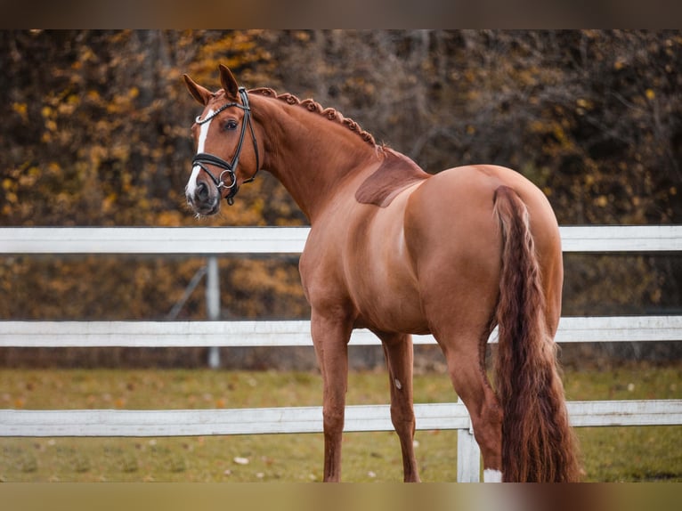 Oldenbourg Jument 4 Ans 173 cm Alezan in Wehringen