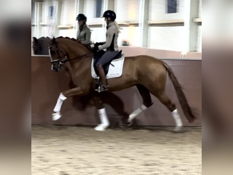 Oldenbourg Jument 4 Ans 173 cm Alezan in Wehringen