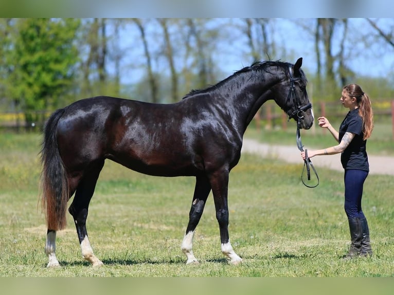 Oldenbourg Jument 4 Ans 173 cm in Stud