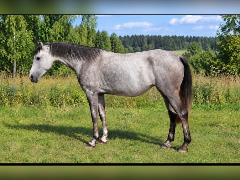 Oldenbourg Jument 4 Ans 173 cm  in STUDENÁ