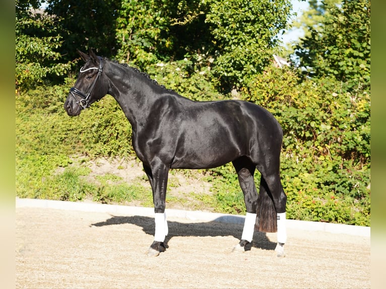 Oldenbourg Jument 4 Ans 173 cm Noir in Hohenfelde
