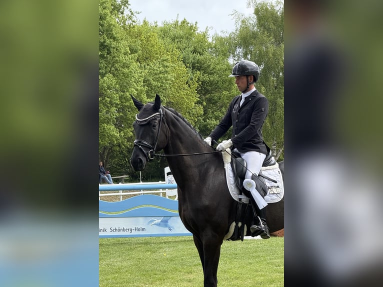 Oldenbourg Jument 4 Ans 173 cm Noir in Schierensee