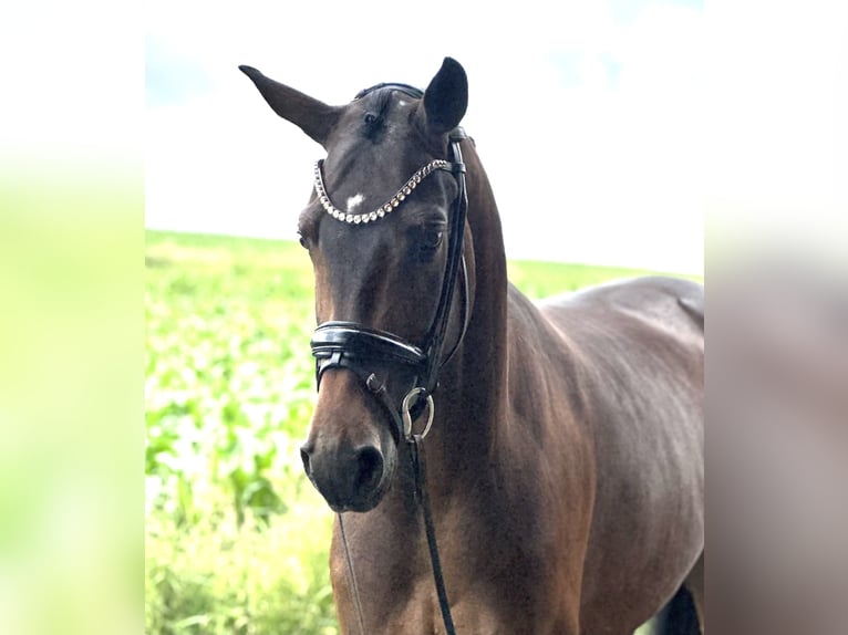 Oldenbourg Jument 4 Ans 174 cm Bai in Neuenkirchen-Vörden