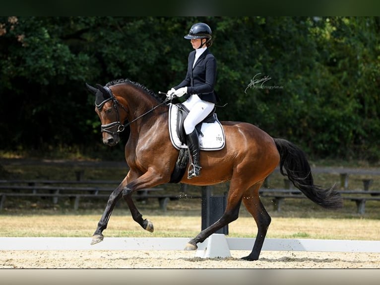 Oldenbourg Jument 4 Ans 174 cm Bai in Hofheim am Taunus