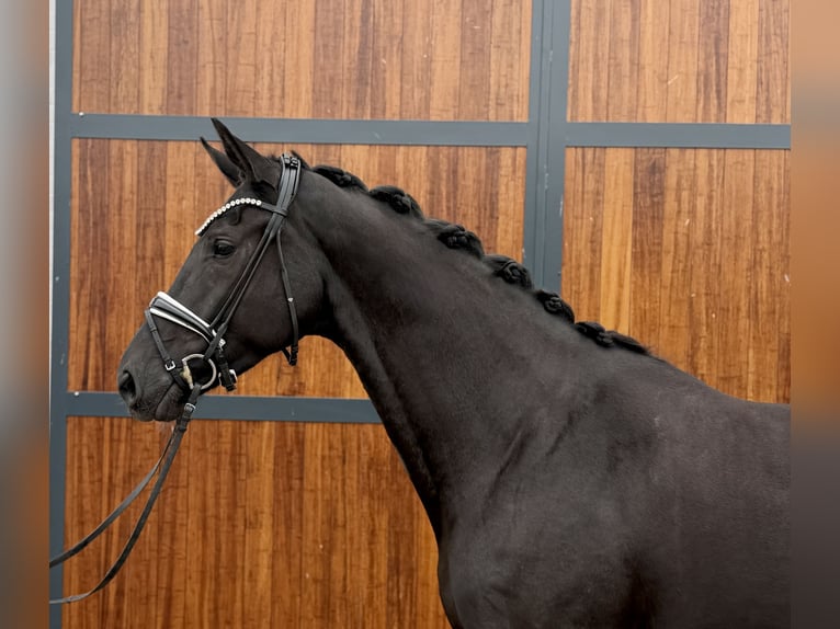 Oldenbourg Jument 4 Ans 174 cm Noir in Münster