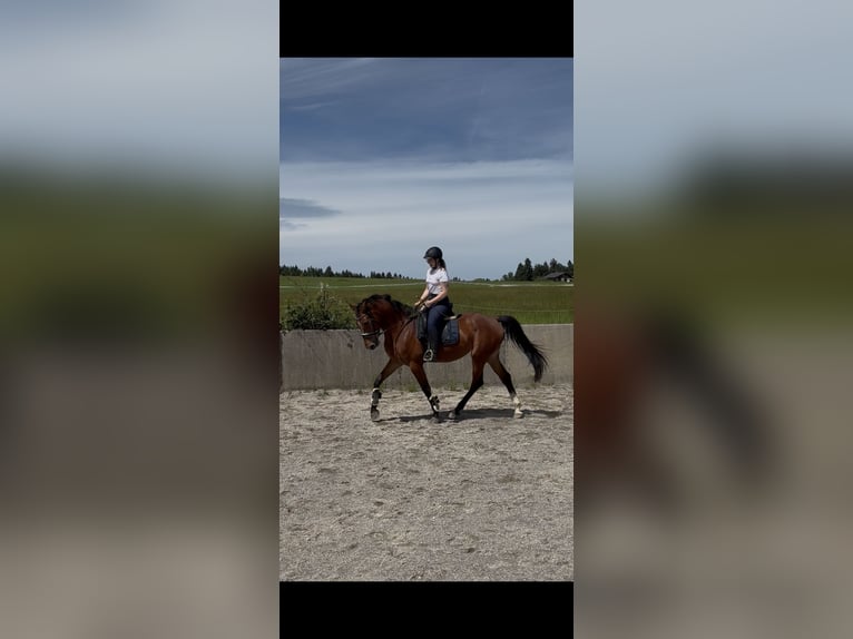 Oldenbourg Jument 4 Ans 175 cm Bai in Traunstein