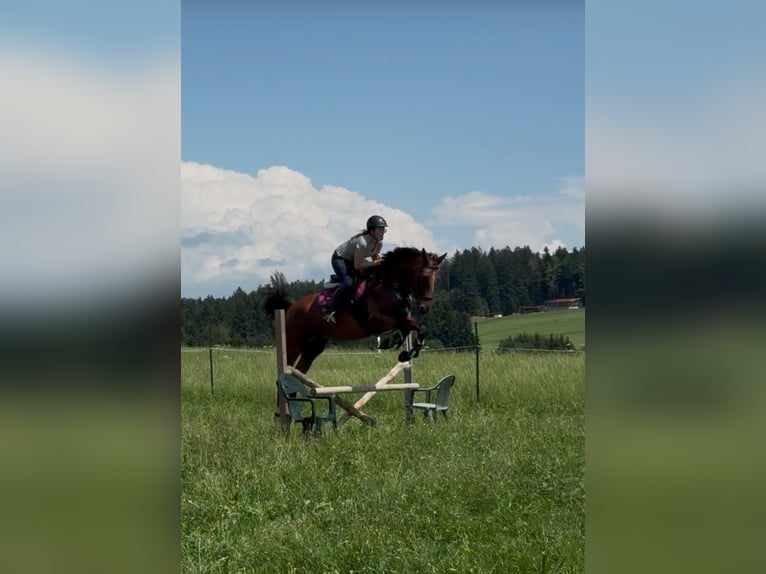 Oldenbourg Jument 4 Ans 175 cm Bai in Traunstein