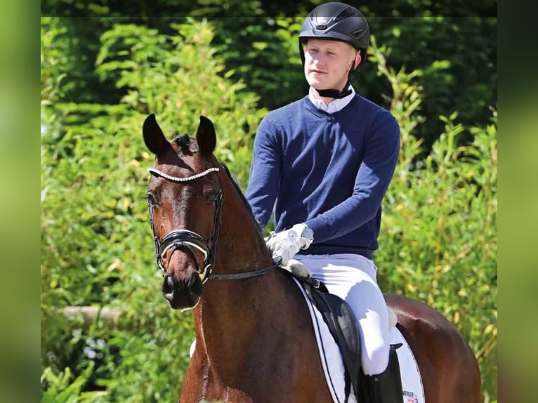 Oldenbourg Jument 4 Ans Bai brun in Vechta