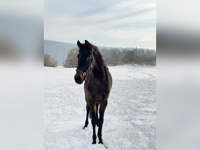 Oldenbourg Jument 4 Ans Bai brun in Fuldabrück