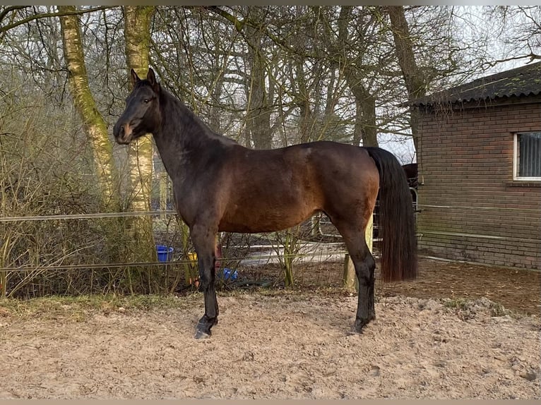 Oldenbourg Jument 4 Ans Bai brun foncé in Edewecht