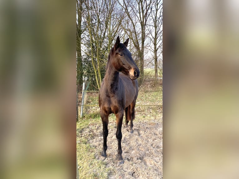 Oldenbourg Jument 4 Ans Bai brun foncé in Edewecht