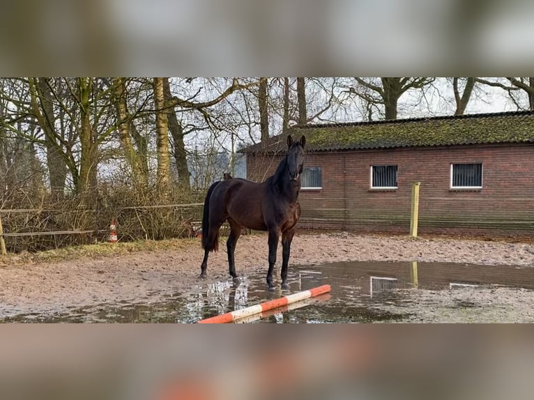 Oldenbourg Jument 4 Ans Bai brun foncé in Edewecht