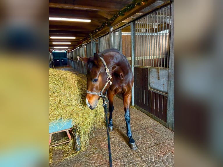 Oldenbourg Jument 4 Ans Bai in Witzwort