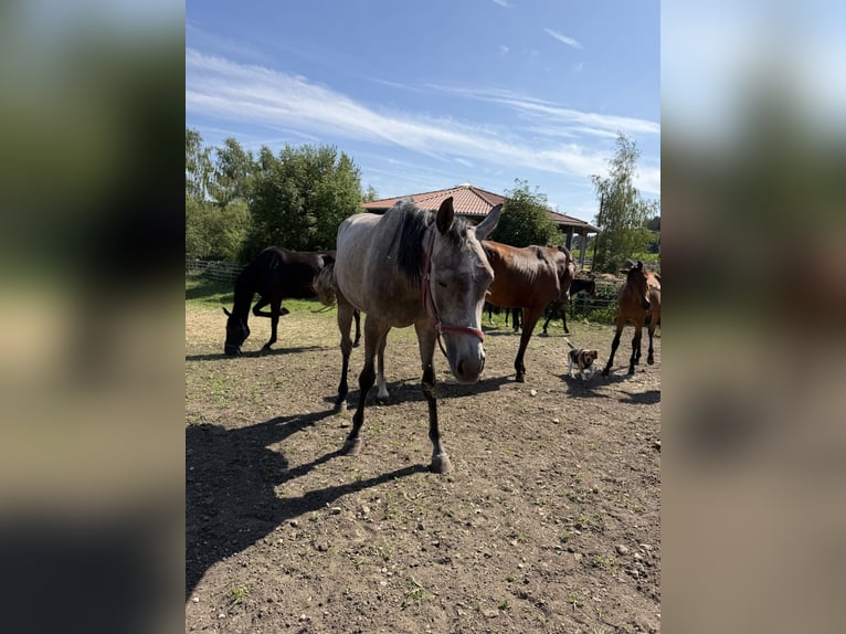 Oldenbourg Jument 4 Ans Gris in Egling