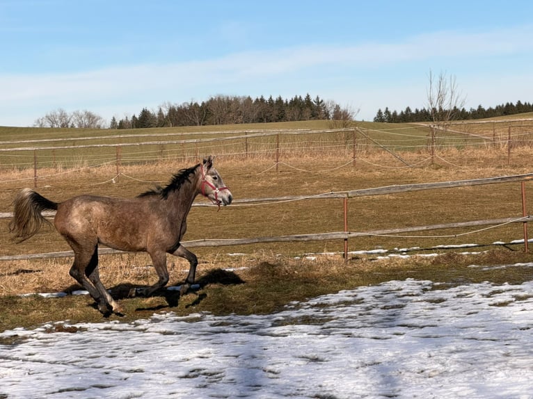 Oldenbourg Jument 4 Ans Gris in Egling