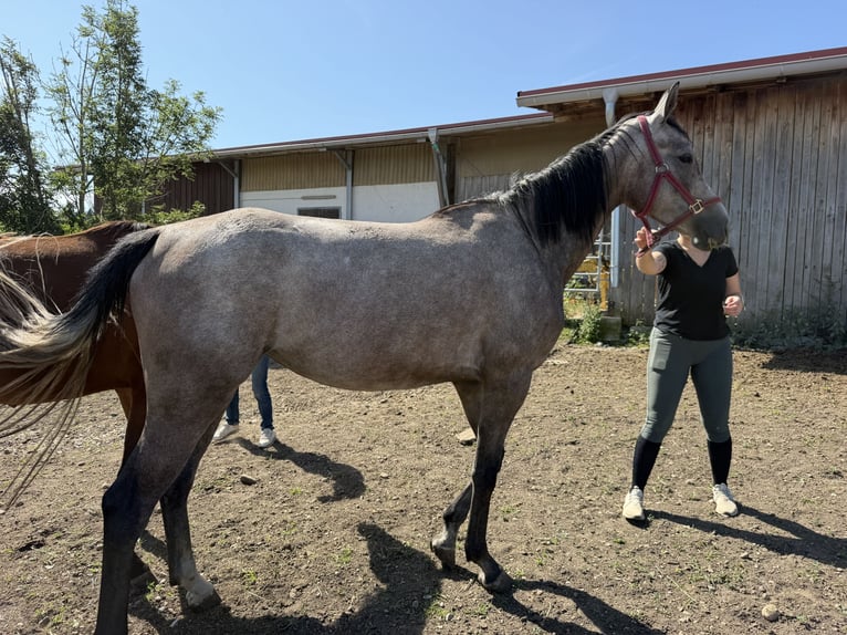 Oldenbourg Jument 4 Ans Gris in Egling