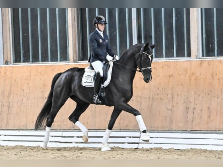 Oldenbourg Jument 4 Ans Noir in Steinfeld (Oldenburg)