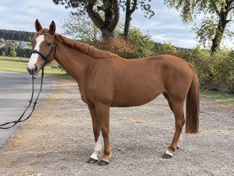 Oldenbourg Jument 5 Ans 157 cm Alezan in Davidschlag