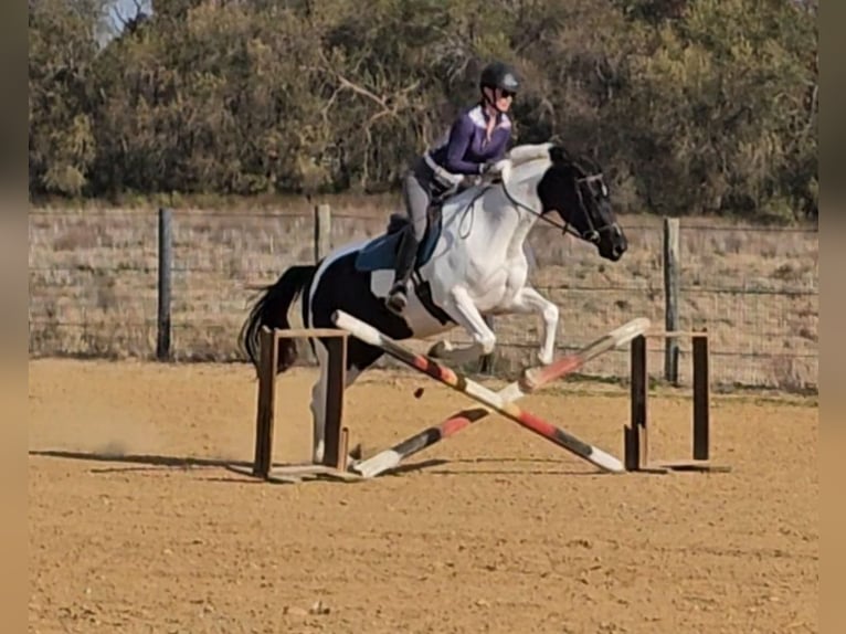Oldenbourg Jument 5 Ans 157 cm Pinto in Robards