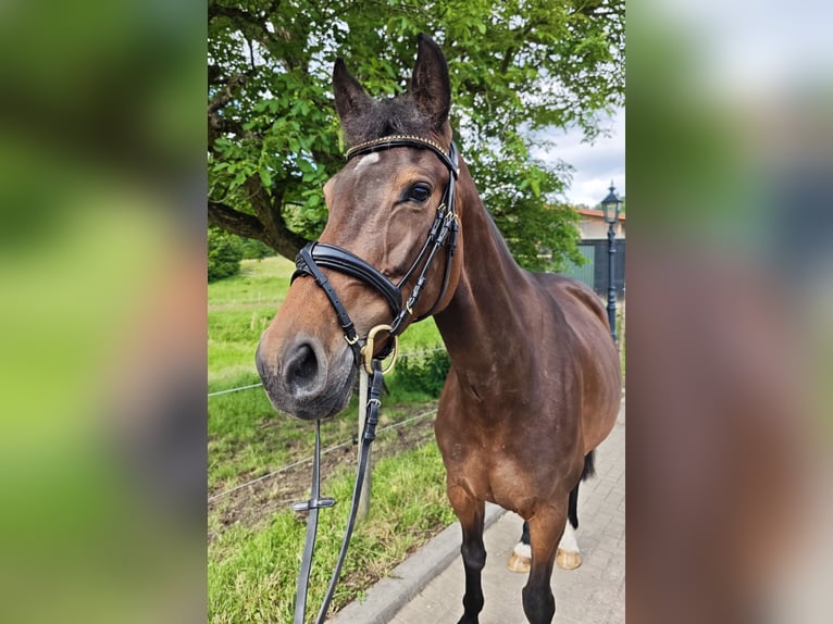 Oldenbourg Jument 5 Ans 160 cm Bai brun in Solingen