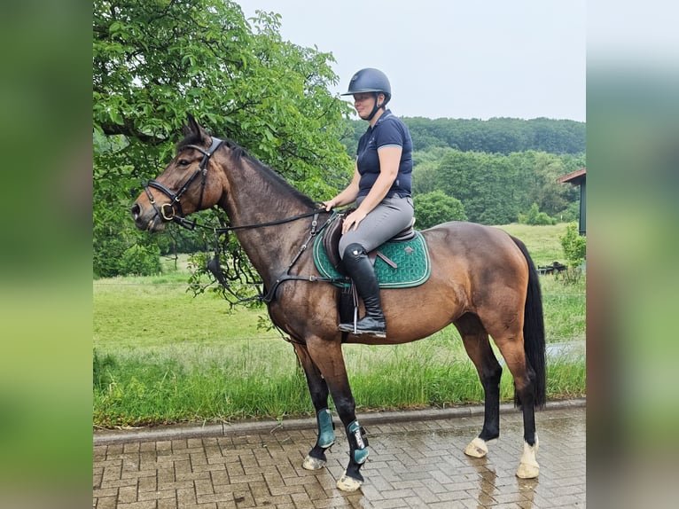 Oldenbourg Jument 5 Ans 160 cm Bai brun in Solingen