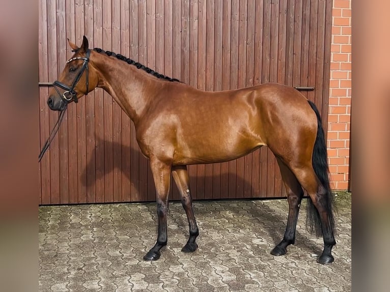 Oldenbourg Jument 5 Ans 160 cm Bai in Syke