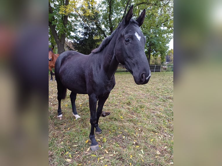 Oldenbourg Jument 5 Ans 160 cm Noir in Georgenthal OT Gospiteroda