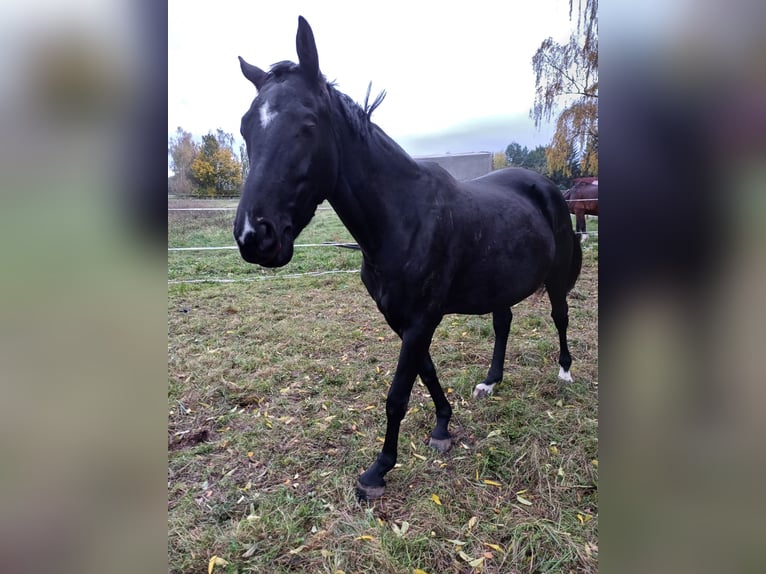 Oldenbourg Jument 5 Ans 160 cm Noir in Georgenthal OT Gospiteroda