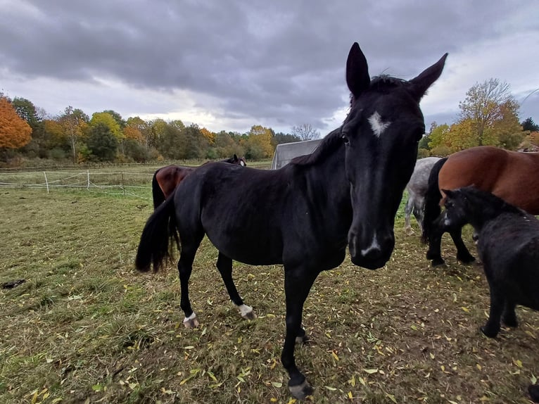 Oldenbourg Jument 5 Ans 160 cm Noir in Georgenthal OT Gospiteroda