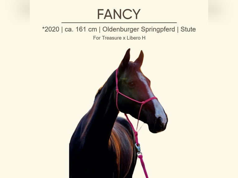 Oldenbourg Jument 5 Ans 160 cm Noir in Podersdorf am See