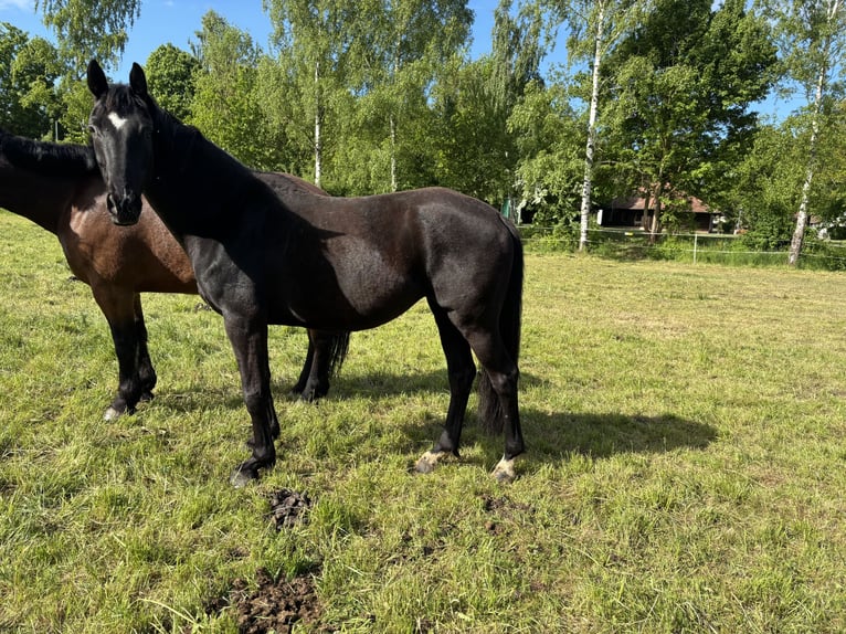 Oldenbourg Jument 5 Ans 161 cm Noir in Georgenthal