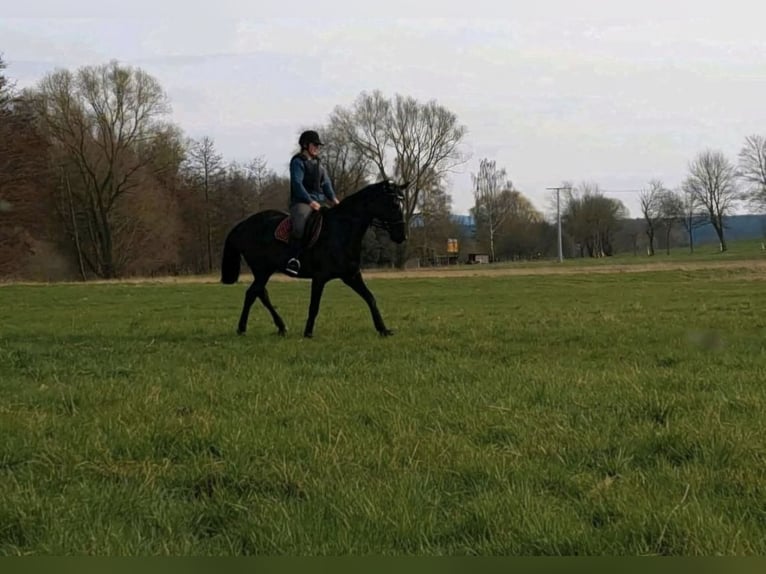 Oldenbourg Jument 5 Ans 161 cm Noir in Georgenthal