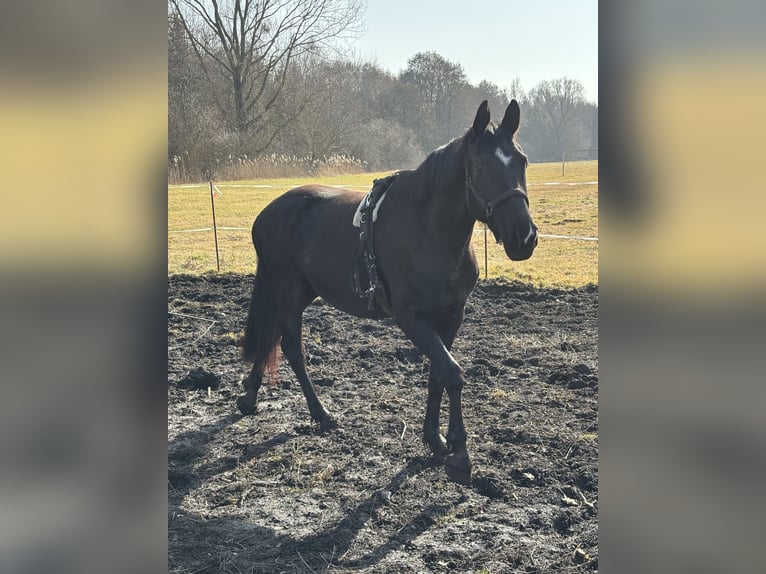 Oldenbourg Jument 5 Ans 161 cm Noir in Georgenthal