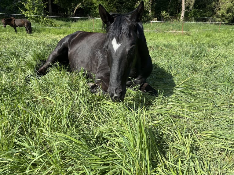 Oldenbourg Jument 5 Ans 161 cm Noir in Georgenthal