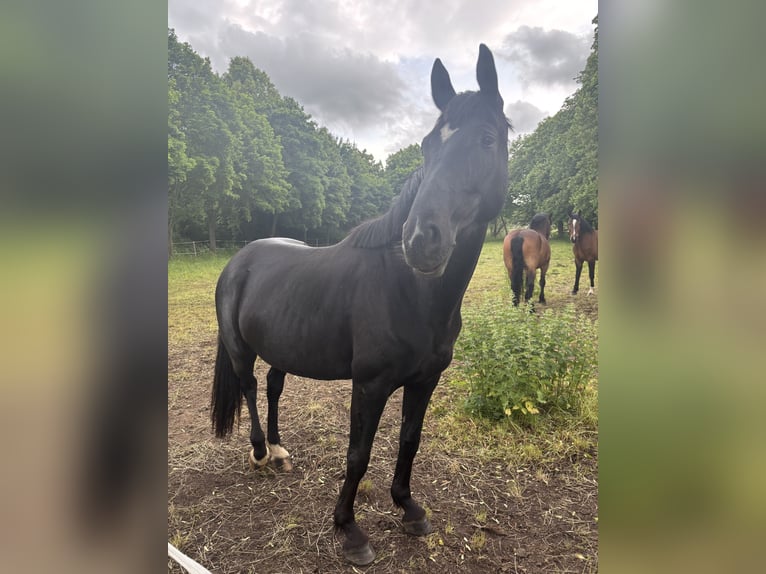 Oldenbourg Jument 5 Ans 161 cm Noir in Georgenthal