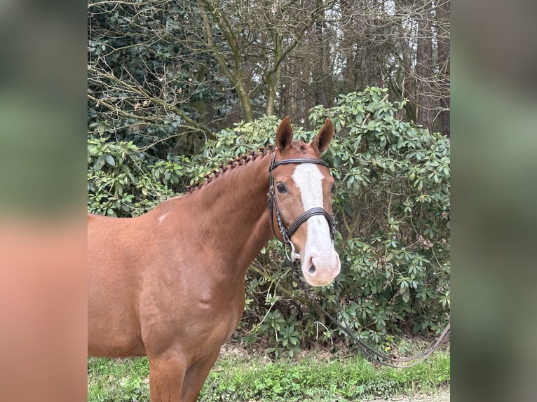 Oldenbourg Jument 5 Ans 162 cm Alezan in Löningen