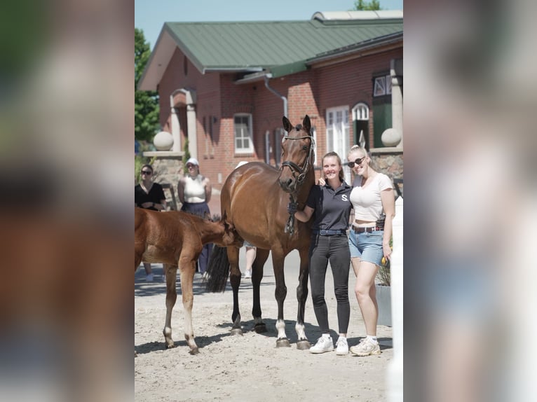 Oldenbourg Jument 5 Ans 162 cm Bai brun in Lindern (Oldenburg)