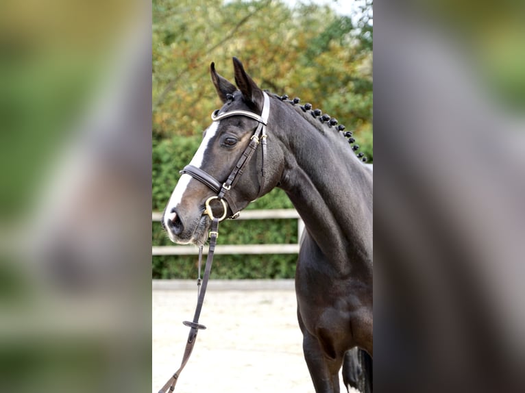 Oldenbourg Jument 5 Ans 162 cm Bai brun in Lohne (Oldenburg)