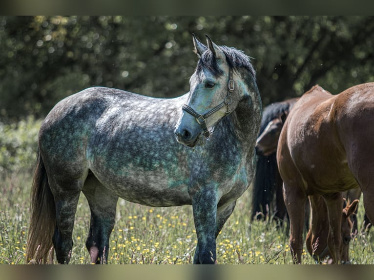 Oldenbourg Jument 5 Ans 162 cm Gris in Überherrn