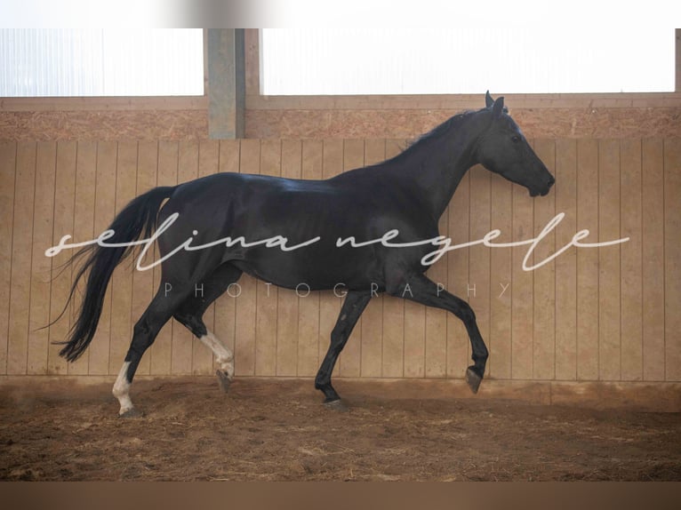 Oldenbourg Jument 5 Ans 162 cm Noir in Blaubeuren