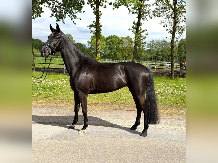 Oldenbourg Jument 5 Ans 162 cm Noir in Nordhorn