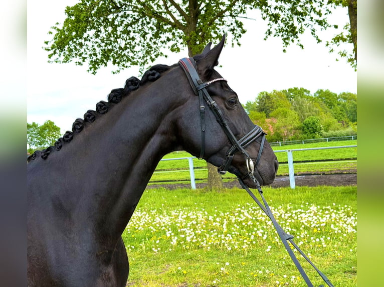 Oldenbourg Jument 5 Ans 162 cm Noir in Nordhorn