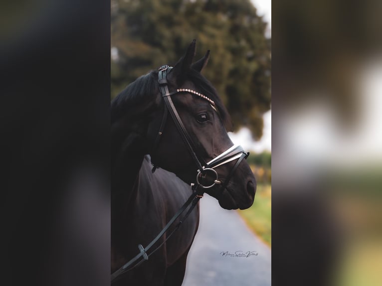 Oldenbourg Jument 5 Ans 162 cm Noir in HorstmaR