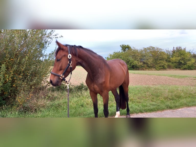 Oldenbourg Jument 5 Ans 163 cm Bai brun in Kronberg im Taunus