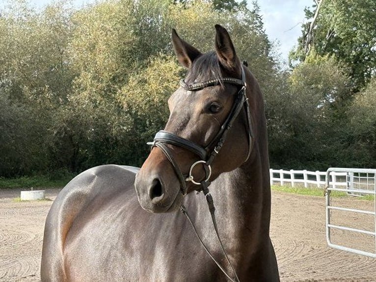 Oldenbourg Jument 5 Ans 163 cm Bai brun in Verden (Aller)