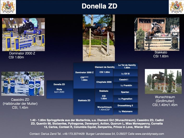 Oldenbourg Jument 5 Ans 163 cm Bai brun in Celle