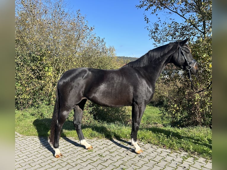 Oldenbourg Jument 5 Ans 163 cm Bai brun foncé in Mossautal