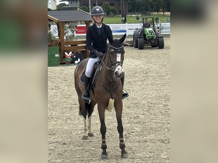 Oldenbourg Jument 5 Ans 163 cm Bai in Osnabr&#xFC;ck