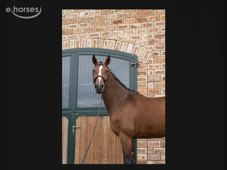Oldenbourg Jument 5 Ans 163 cm Bai in Bonefeld